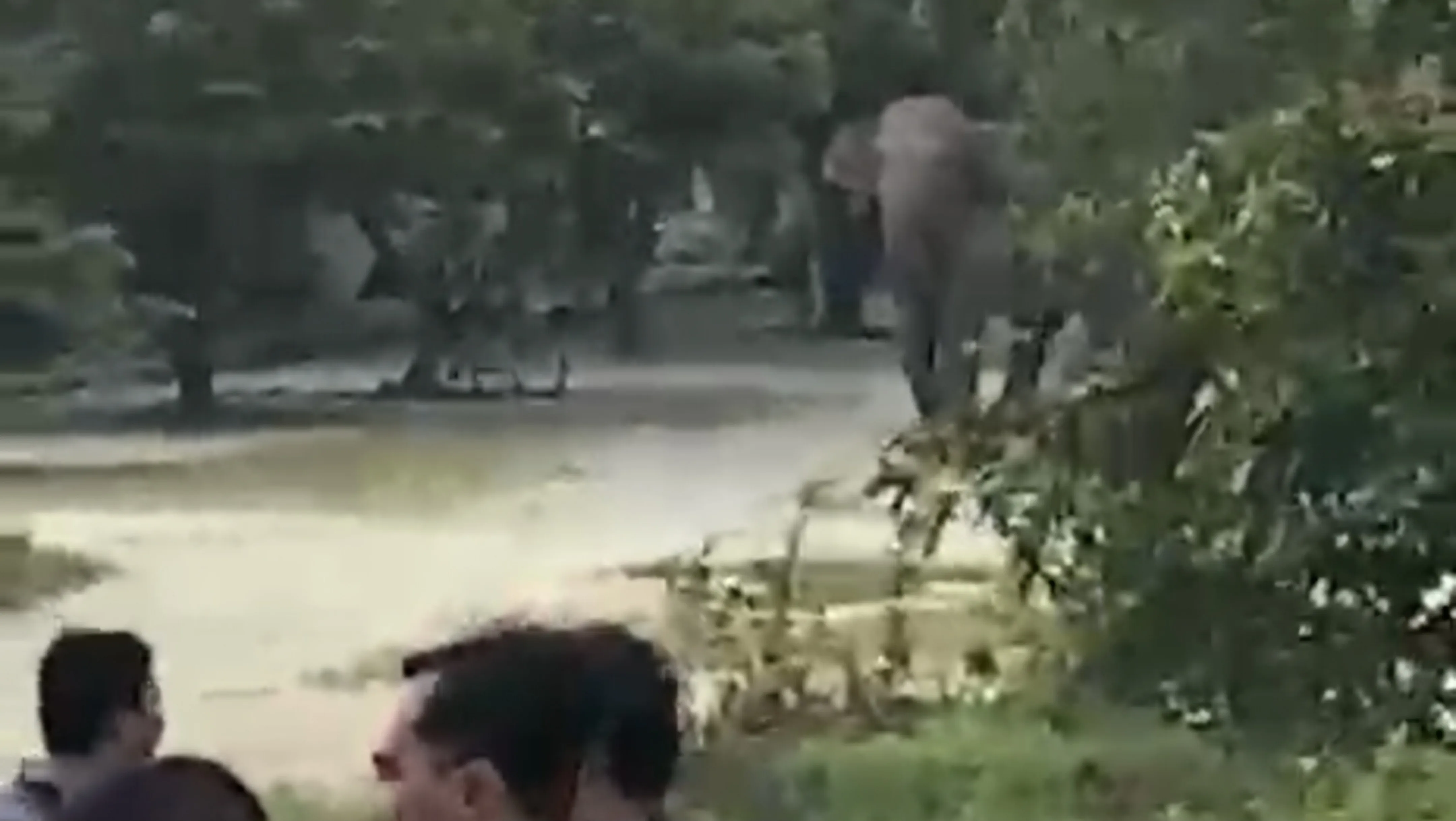 11 Ekor Gajah di Minas Siak Mengamuk, Mes Karyawan Hingga Motor Rusak Parah