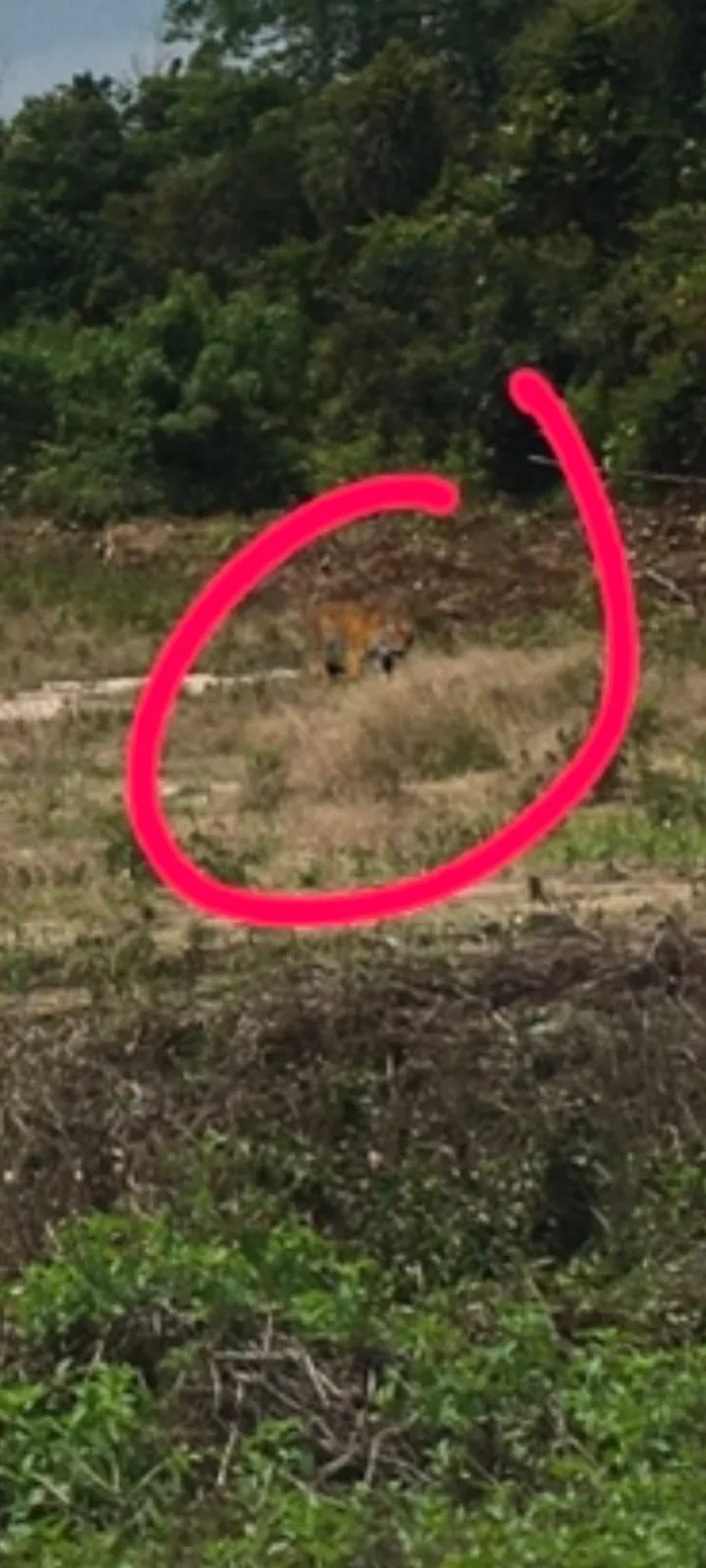 Bikin Heboh, Foto Harimau Sumatera di Belantik Siak Ternyata Editan,  Pelaku Minta Maaf
