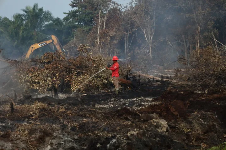 Cagar Biosfer Tasik Betung Terbakar, Bupati Afni Turun Bantu Padamkan Api