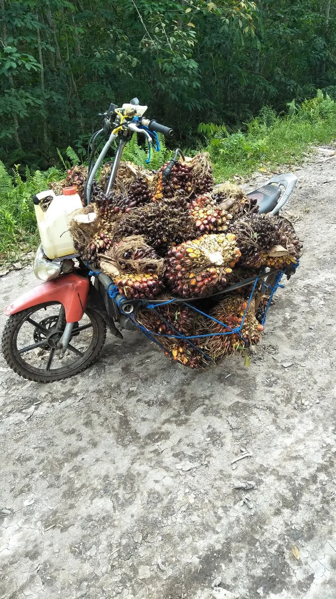 Harga CPO Naik, Kelapa Sawit Mitra Plasma Minggu Ini Dihargai Rp3.695 per Kg