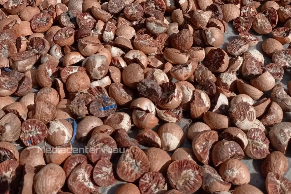 Harga Pinang Kering di Riau Naik, Berikut Harga Perkilogram