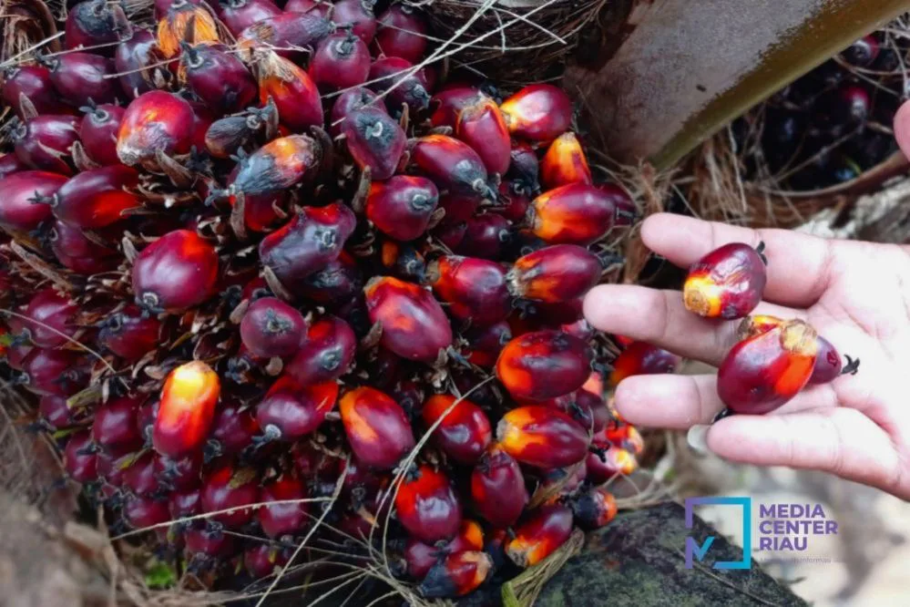 Harga TBS Kelapa Sawit Mitra Plasma di Riau Naik