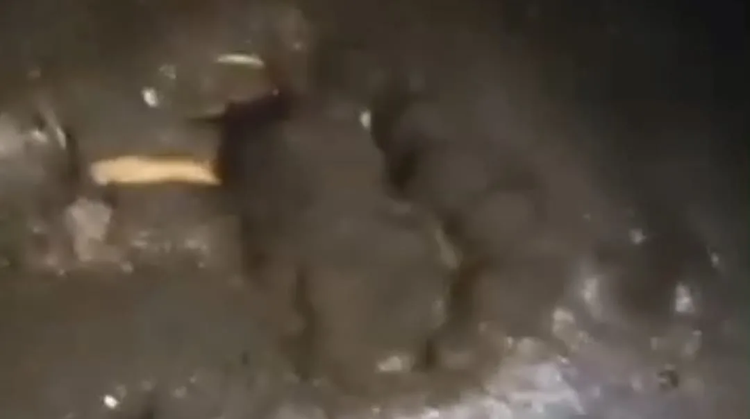 Harimau Kembali Bikin Geger Warga Sungai Apit Siak, Kali Ini Nyaris Terkam Pemancing