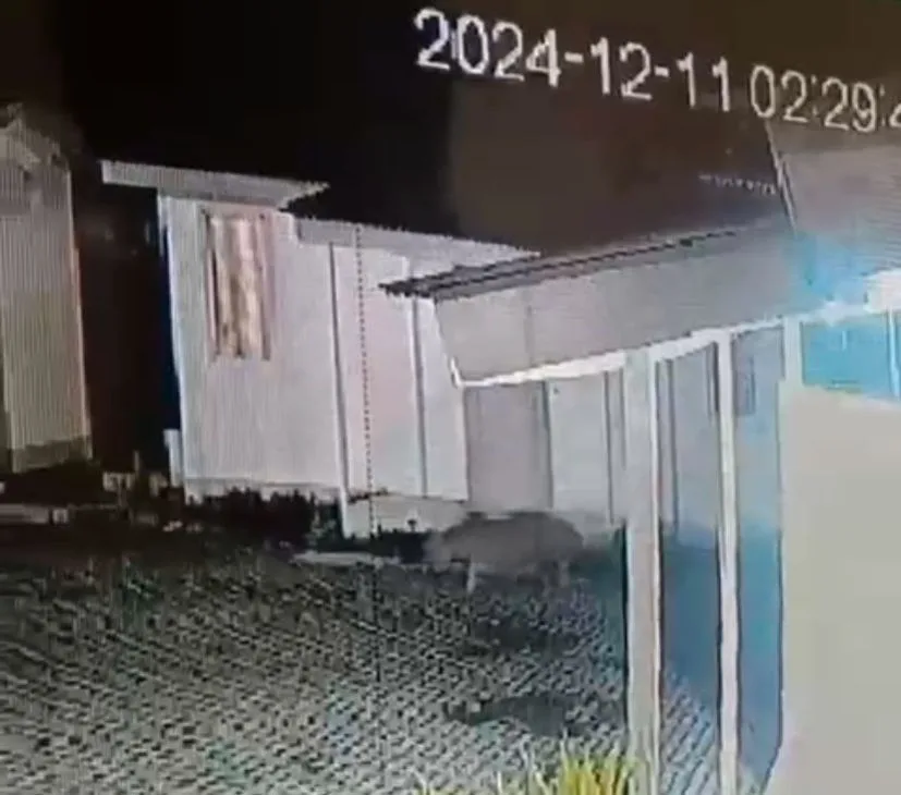 Harimau Terekam Kamera CCTV di  Perusahaan Cakang Kampung Sungai Rawa