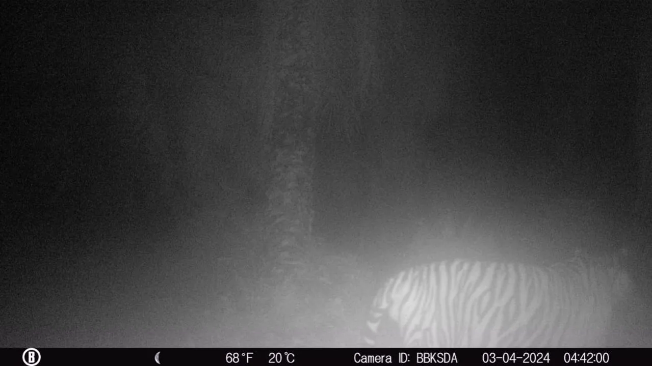 Harimau yang  Memangsa Sapi Warga Mempura Tertangkap Kamera Trap, Irwan : Harimau Sumatera Dewasa