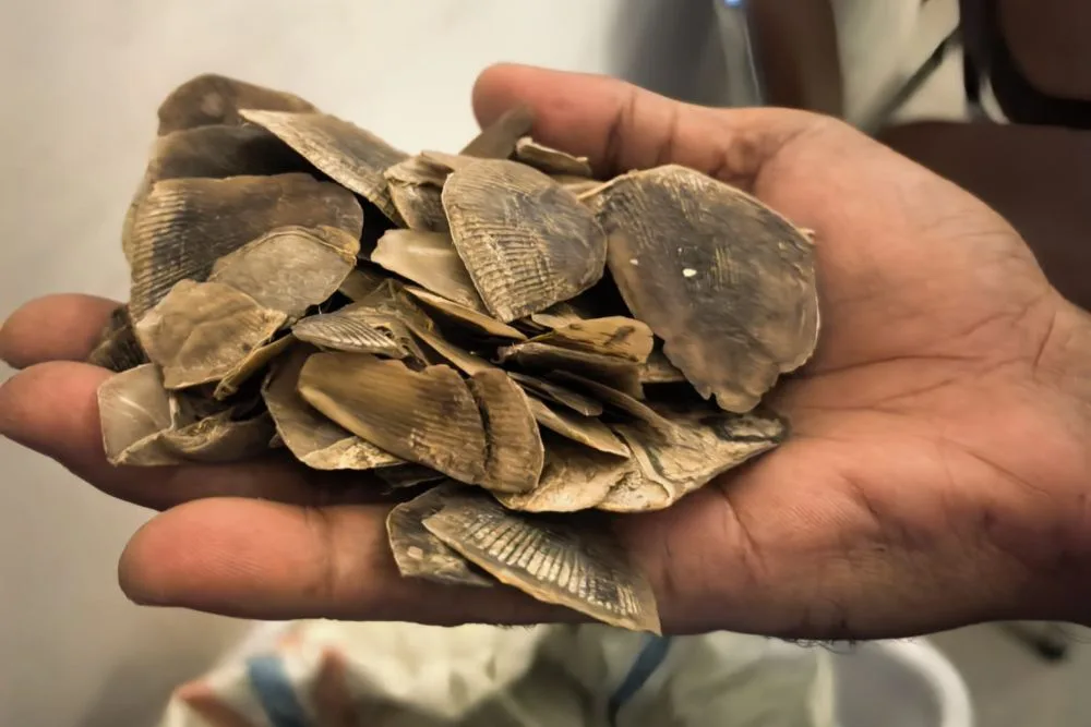 Jual Sisik Trenggiling 30 Kilogram,  Warga Rohil Diringkus Polda Riau