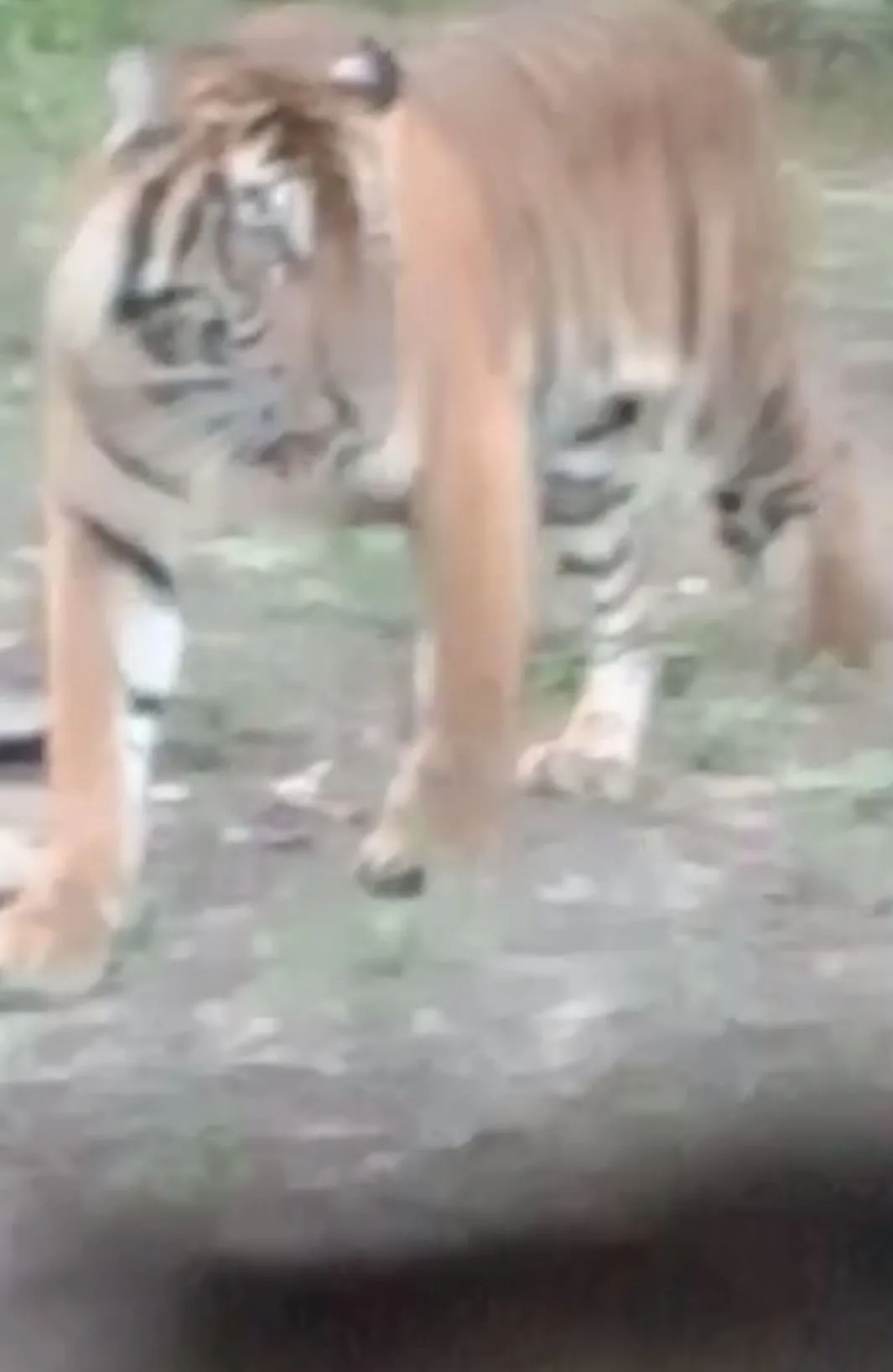 Mencekam, Dua Kali Harimau Satroni Pemukiman Warga di Mandau Siak