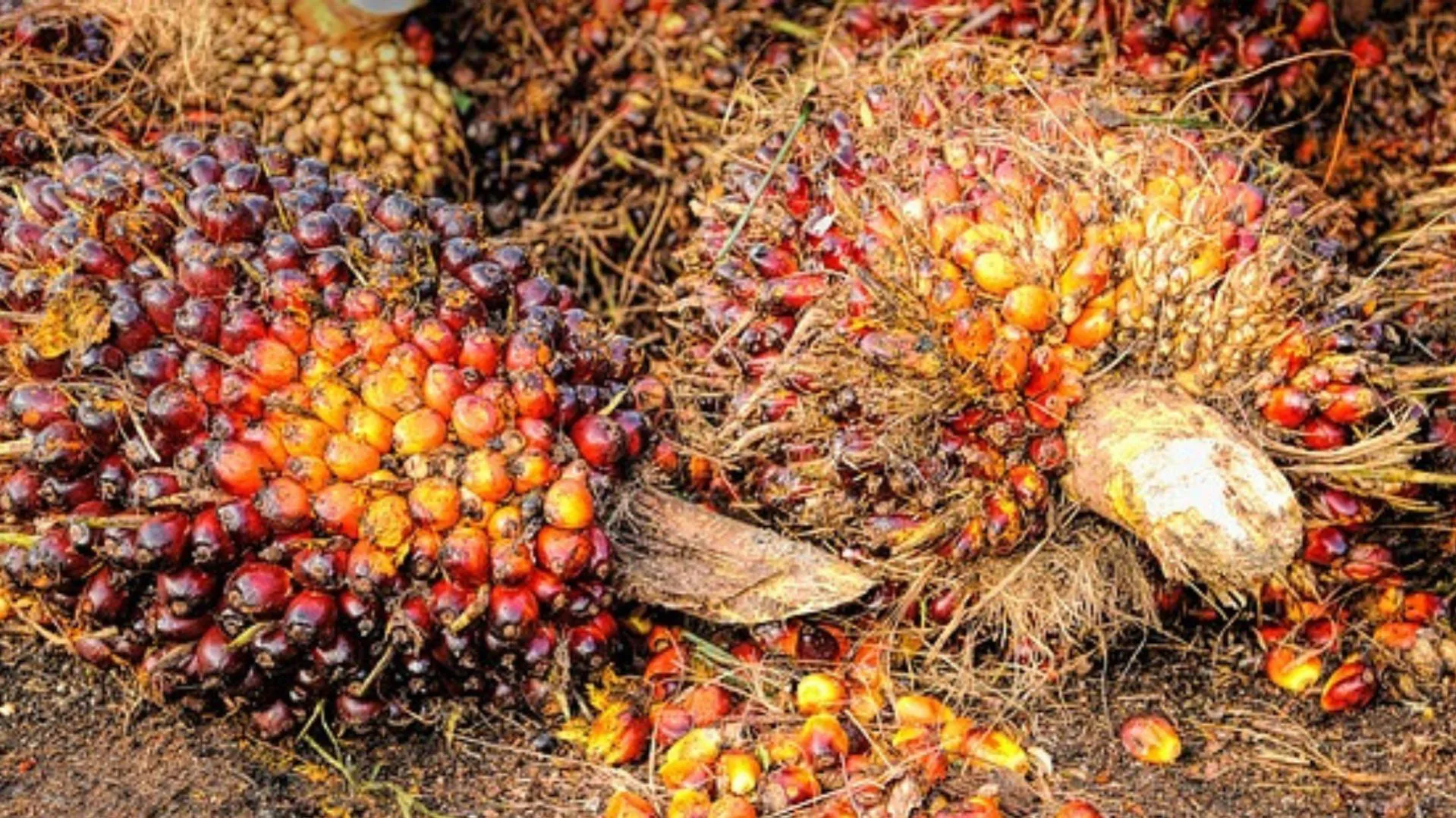 Periode 14-20 Agustus 2024: Harga Kelapa Sawit Mitra Plasma Di Riau Rp3.120 Per Kilogram