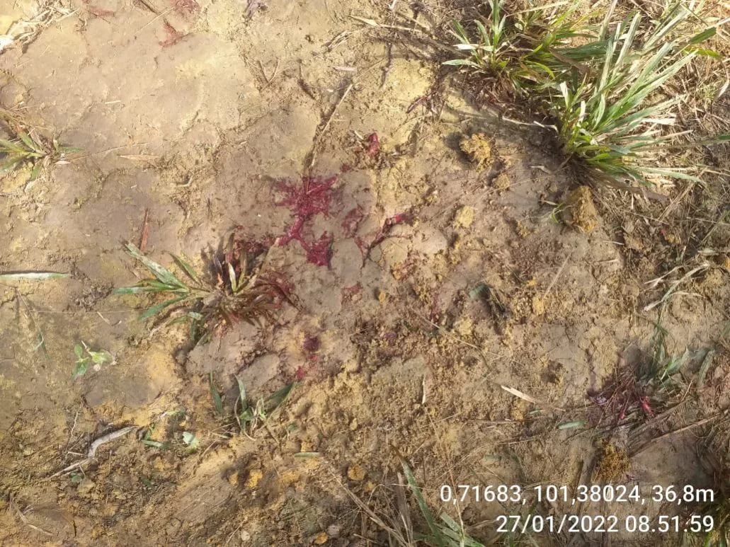 Petani Sawit  di Siak Tewas dengan Usus Terburai di Tahura SSH