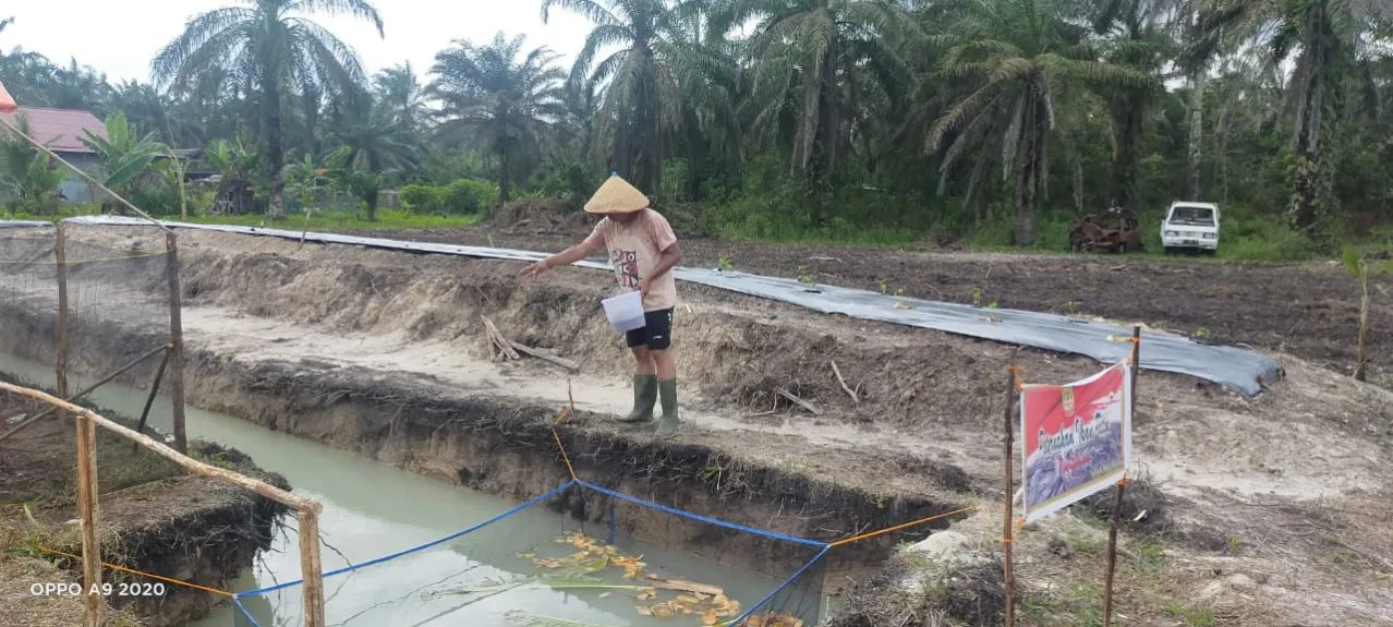 Peternakan Itik dan Kolam Ikan di Halaman Belakang Polsek Koto Gasib