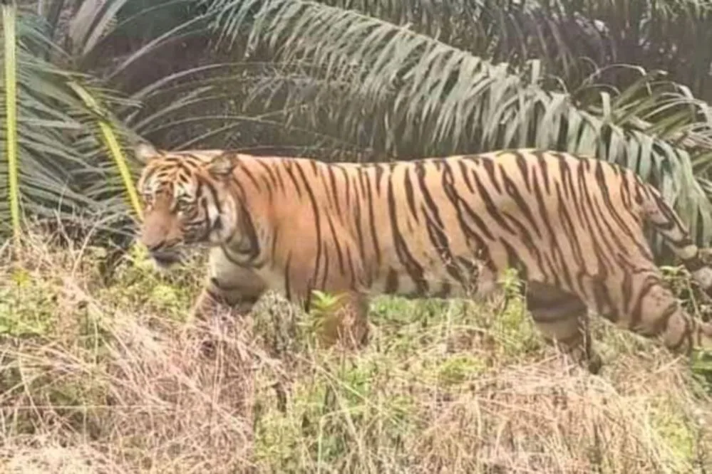 Viral Video: Harimau Sumatera Besar Bikin Warga Pelalawan Geger