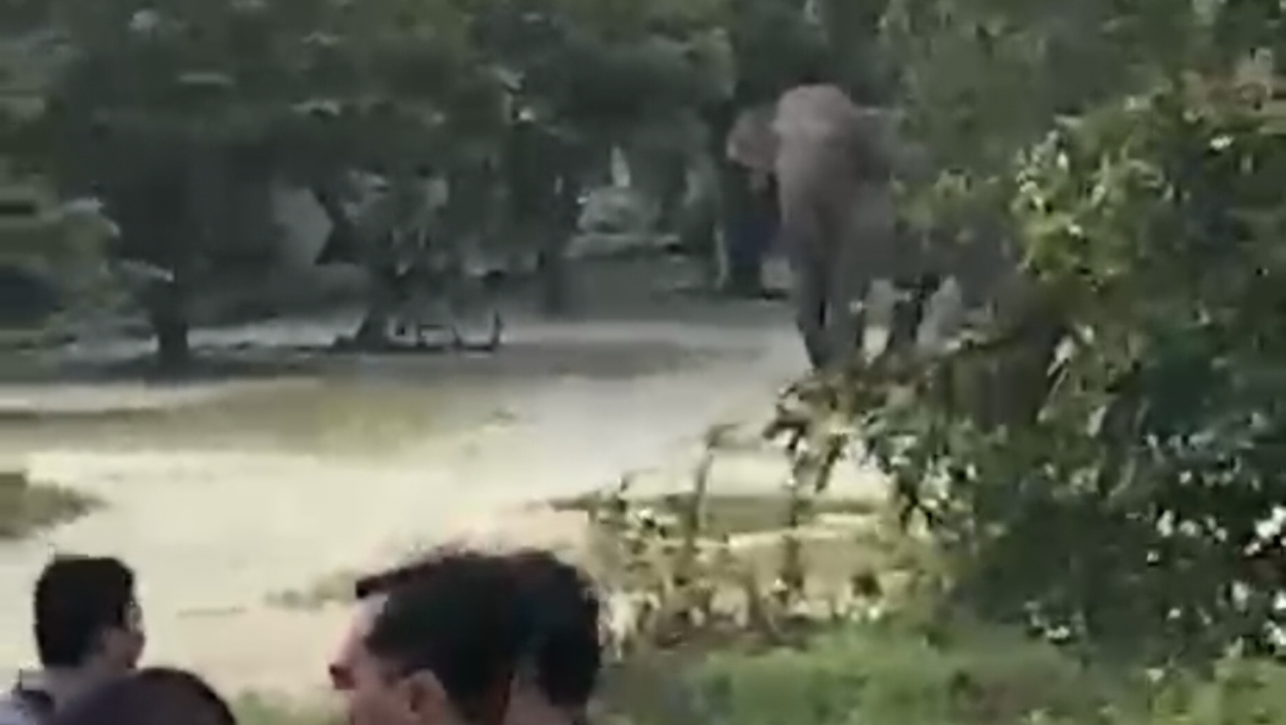 11 Ekor Gajah di Minas Siak Mengamuk, Mes Karyawan Hingga Motor Rusak Parah