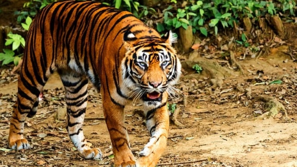 Dua Ekor Harimau Terpantau di Kelurahan Minas Jaya