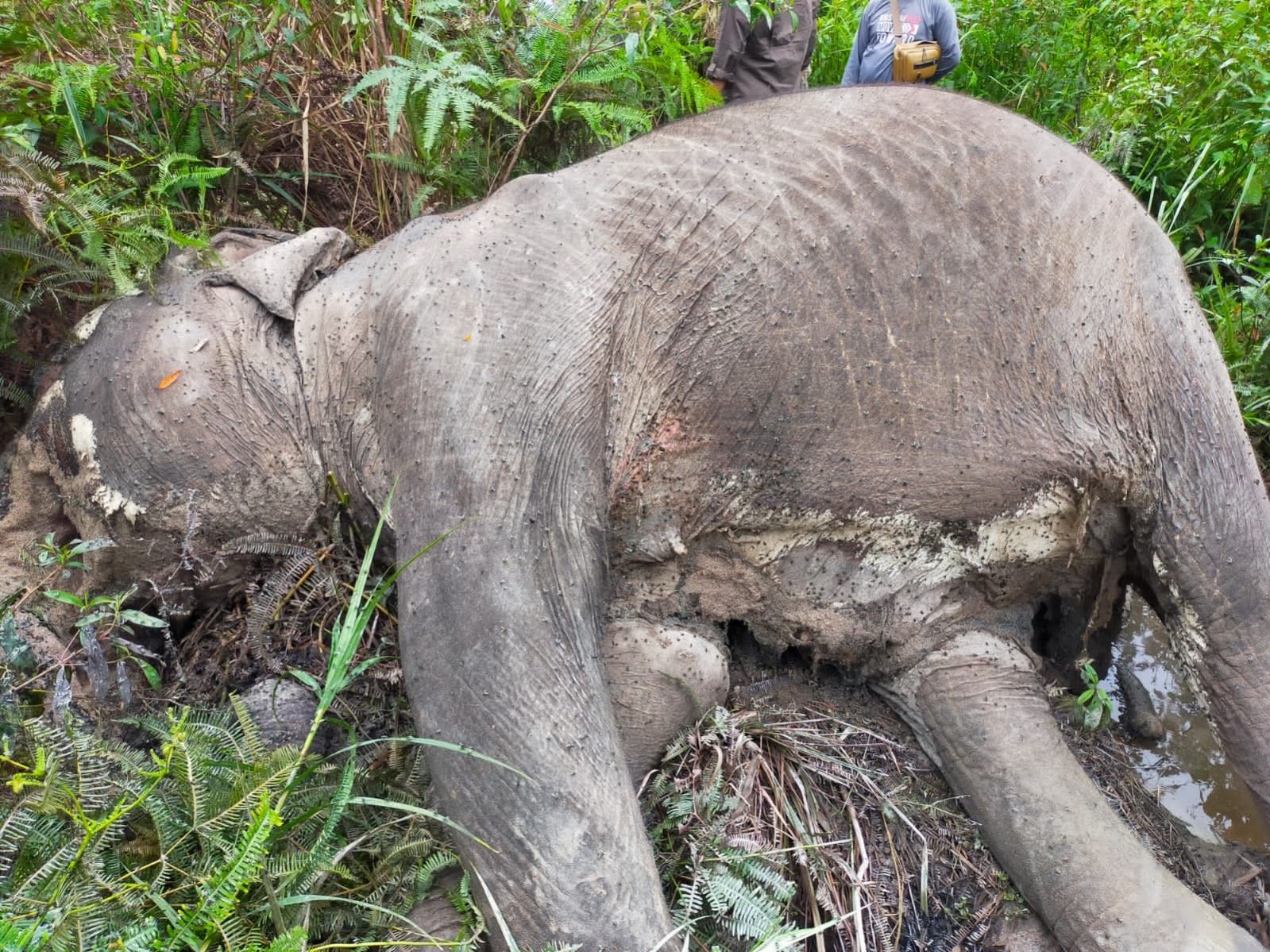 Gajah Sumatera di Pelalawan Mati, Gangguan Organ Pencernaan dan Malnutrisi Disebut jadi Penyebab