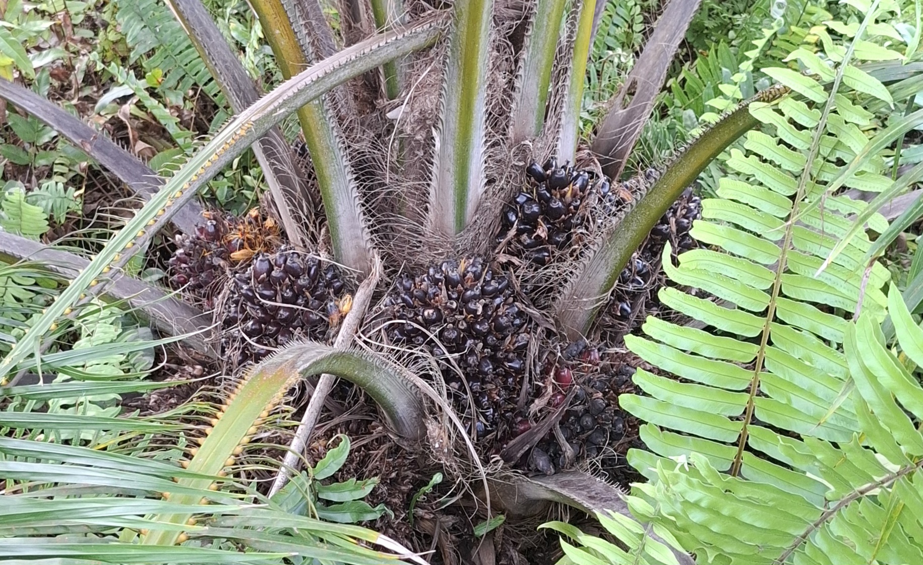 Harga TBS Sawit Swadaya Riau Turun Tipis untuk Periode 11–24 Februari 2026