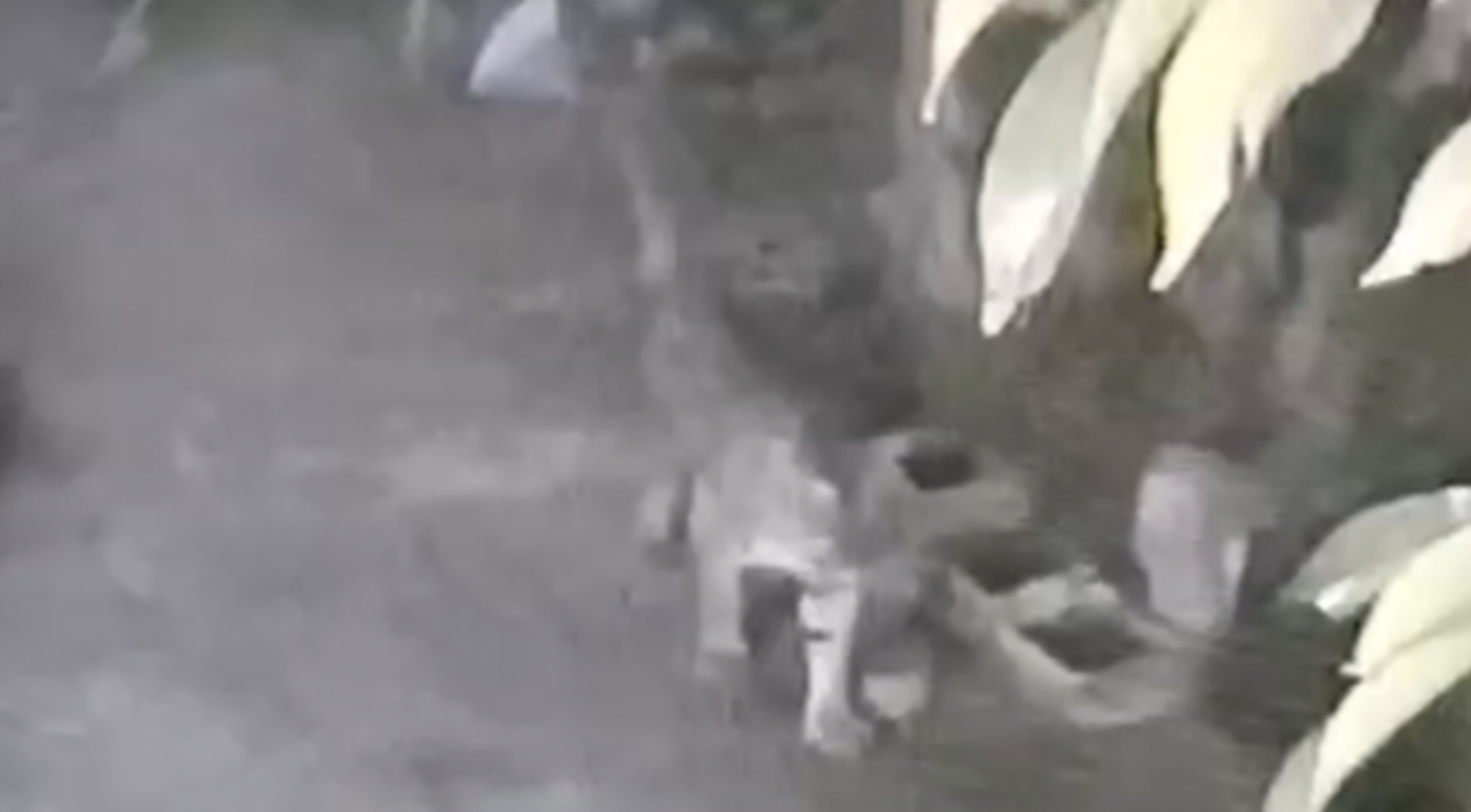 Harimau Terekam CCTV, Warga Kampung Benteng Hulu Kian Resah