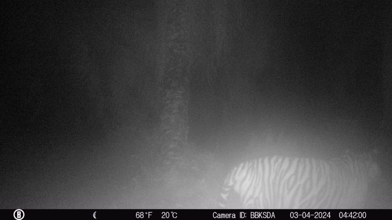 Harimau yang Memangsa Sapi Warga Mempura Tertangkap Kamera Trap, Irwan : Harimau Sumatera Dewasa