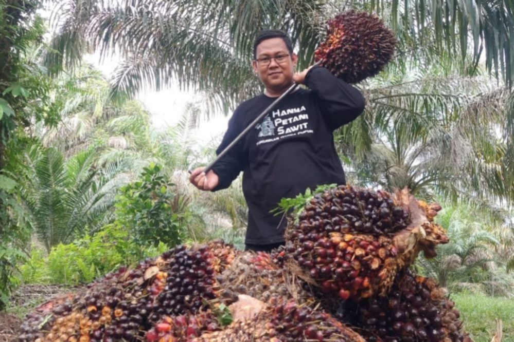 Kabar Gembira! Harga TBS Kelapa Sawit Naik Signifikan Tembus Rp 3.799,00/Kg