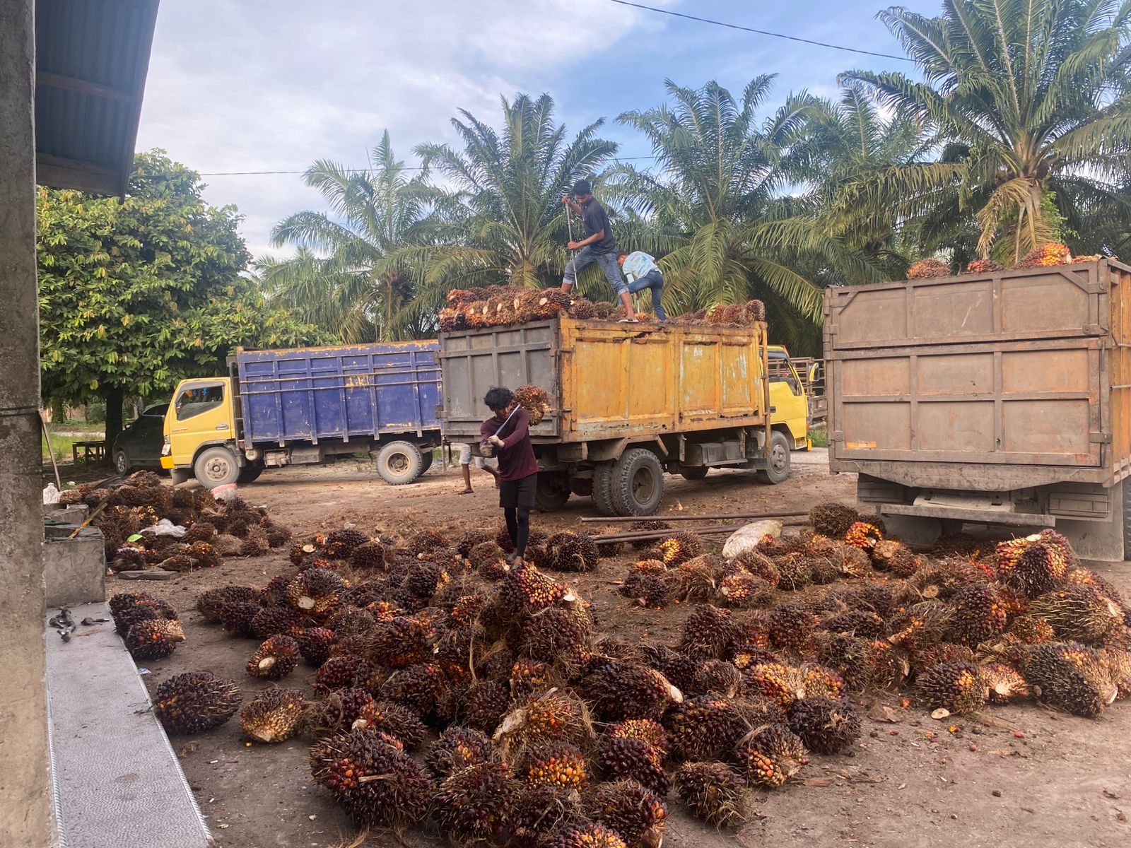 Warga Keluhkan Harga Sawit Anjlok, Bupati Afni Sidak PKS di Siak